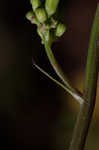 Oriental false hawksbeard